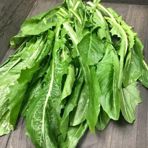 Green Catalogna Seeds – Heirloom, Non-GMO, High Germination Organic Garden Seeds Planting