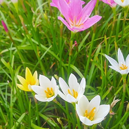 Mixed Zephyranthes Flower Seeds – Heirloom, Non-GMO, High Germination Seeds