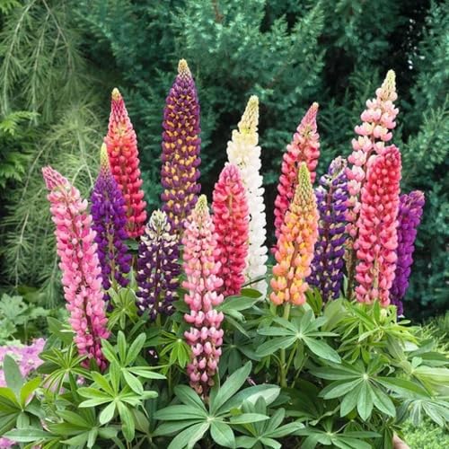 Mixed Lupine Flower Seeds – Heirloom, Non-GMO, High Germination Organic Garden Seeds for Planting