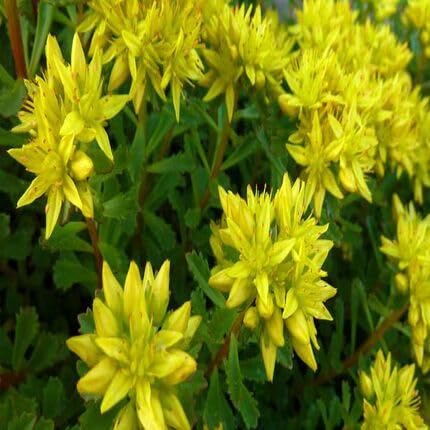 Yellow Sedum Flower Seeds Heirloom Non-GMO High Germination Organic Garden Seeds for Planting