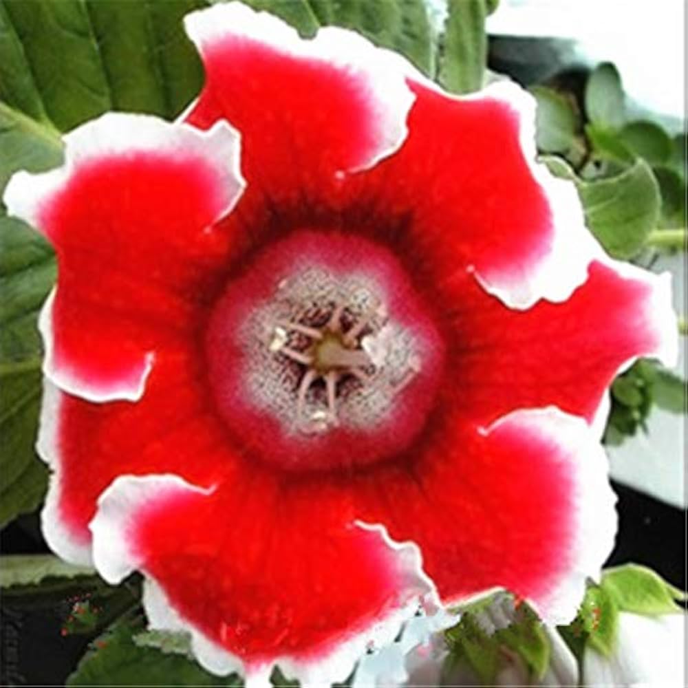 gloxinia sinningia flower seeds