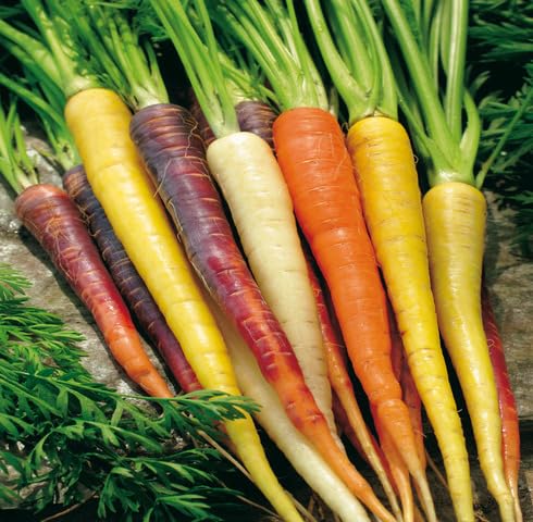 Mixed Carrot Seeds – Heirloom, Non-GMO, High Germination Organic Garden Seeds Planting