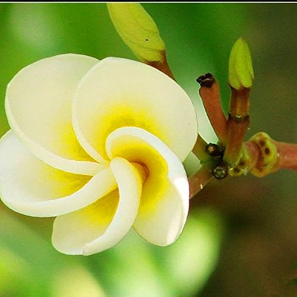 yellow calliopsis flower seeds
