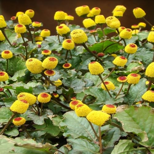 Yellow Acmella Flower Seeds – Heirloom, Non-GMO, High Germination Organic Garden Seeds