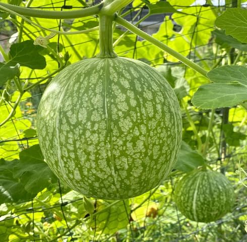 Green Chilacayote Seeds – Heirloom, Non-GMO, High Germination Organic Garden Seeds Planting
