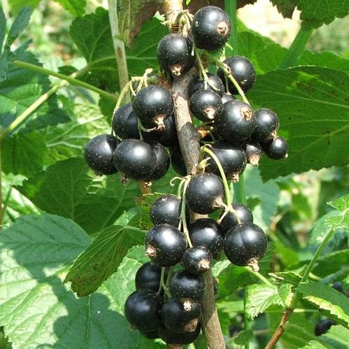 Black Nigrum Seeds Heirloom Non-GMO High Germination Organic Garden Seeds for Planting