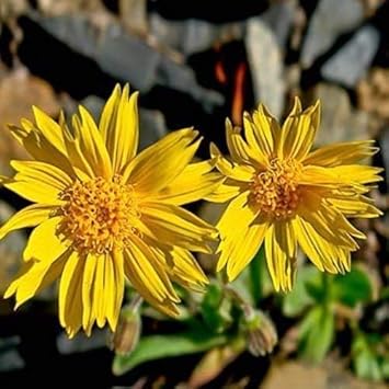 yellowarnicamontanaflowerheirloomnongmo flower seeds