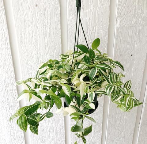 green white flower seeds