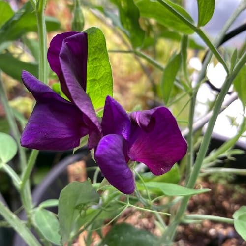 Purple Lathyrus Flower Seeds Heirloom Non-GMO High Germination Organic Garden Seeds for Planting