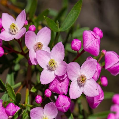 Rosa Boronia Blumensamen – Alte Sorte, gentechnikfrei, hohe Keimfähigkeit, Bio-Gartensamen zum Pflanzen
