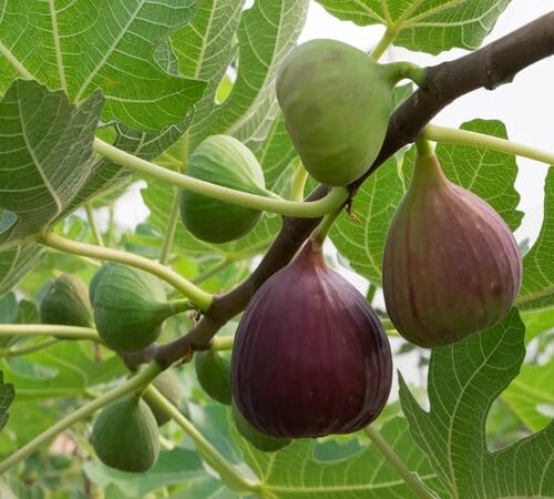 Red Fig Seeds – Heirloom, Non-GMO, High Germination Organic Garden Seeds
