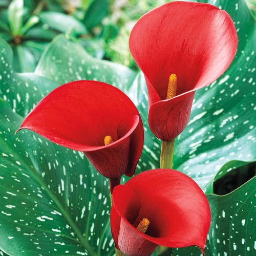 Red Calla Lily Flower Seeds Heirloom Non-GMO High Germination Organic Garden Seeds for Planting