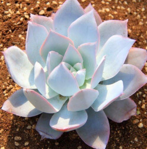white echeveria flower seeds