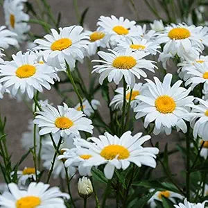 daisy bellis flower seeds