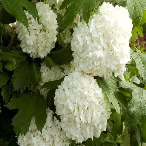 White Viburnum Flower Seeds – Heirloom, Non-GMO, High Germination Organic Seeds