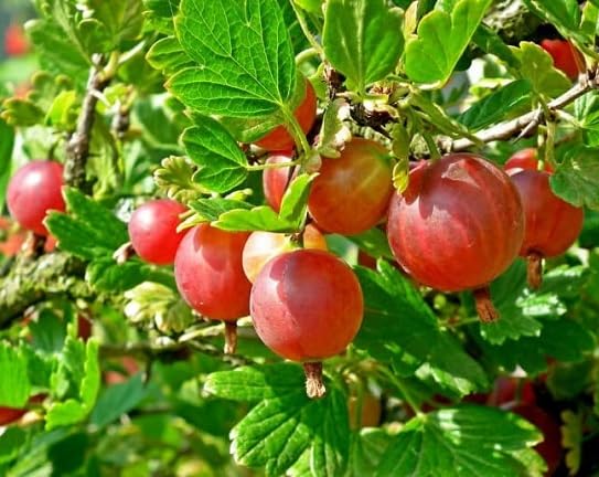Red Gooseberry Seeds – Heirloom, Non-GMO, High Germination Organic Garden Seeds