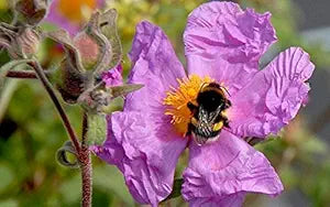 tauric rock flower seeds