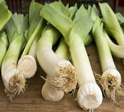 Leek – Heirloom, Non-GMO, High Germination Organic Garden Seeds Planting