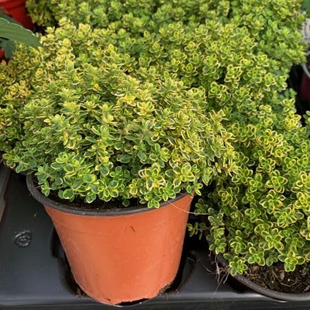 Green Lemon Thyme Plant Seeds Heirloom Non-GMO High Germination Organic Garden Seeds