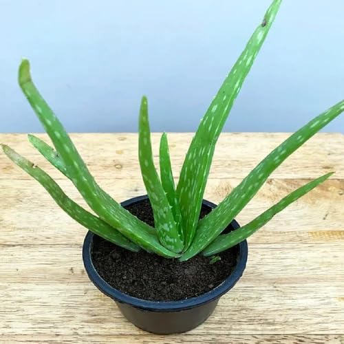 yellow aloe flower seeds