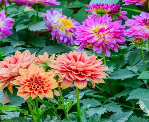 Xanthoceras Flower Seeds Pink – Heirloom, Non-GMO, High Germination Organic Garden Seeds