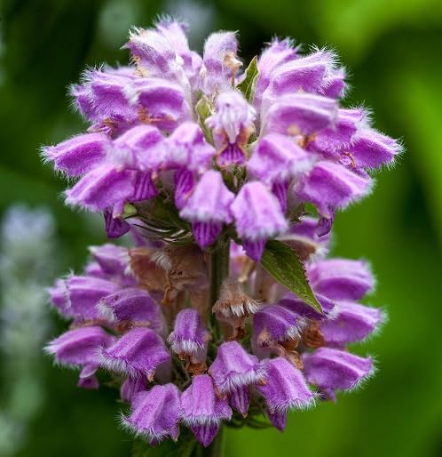 Semillas de flores de Phlomis Tuberosa Rosada – Orgánicas, Heirloom, No-GMO, de alta germinación para sembrar en el jardín