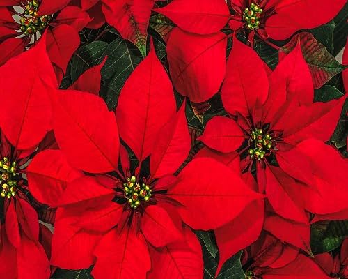 Red Poinsettia Flower Seeds – Heirloom Non-GMO High Germination Organic Garden