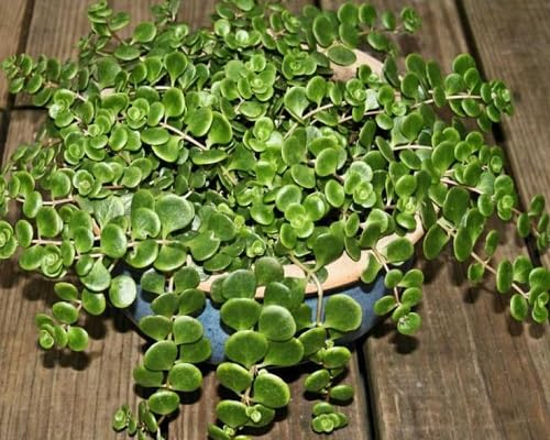 sedum tetractinum green heirloom non-gmo seeds