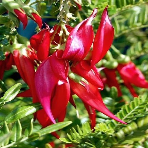 Red Clianthus Flower Seeds – Heirloom, Non-GMO, High Germination Organic Garden Seeds for Planting
