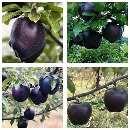 Black Apple Seeds – Heirloom, Non-GMO, High Germination Organic Garden Seeds