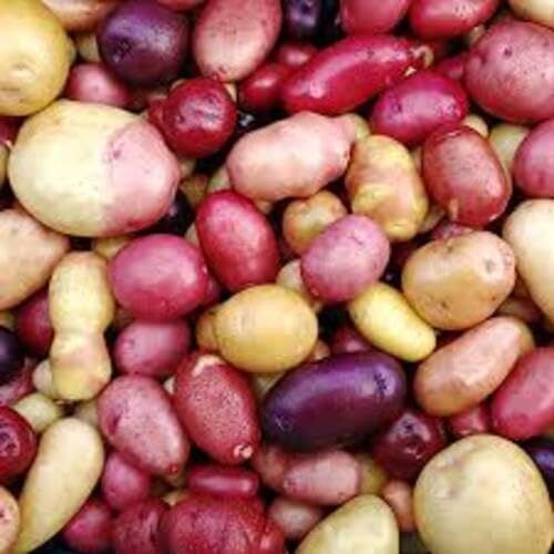 Mixed Potato – Heirloom, Non-GMO, High Germination Organic Garden Seeds Planting