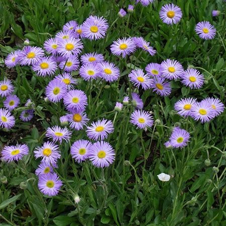 Violet Erigeron Flower Seeds Heirloom Non-GMO High Germination Organic Garden Seeds