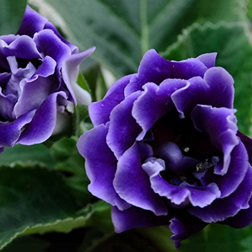 Violet Blooming Gloxinia Flower Seeds – Heirloom, Non-GMO, High Germination, Organic Garden Seeds
