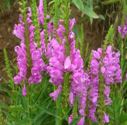 Pink Physostegia Flower Seeds – Heirloom Non-GMO High Germination Organic Garden Seeds for Planting