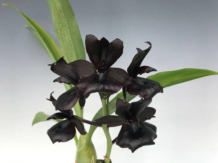 Orchid Flower Seeds Black for Planting – Heirloom Non-GMO High Germination Organic Seeds