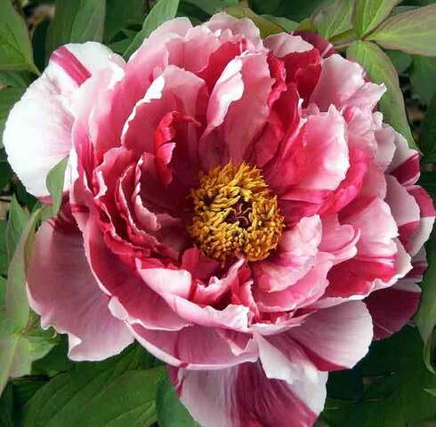 Red White Peony Flower Seeds – Heirloom Non-GMO High Germination Organic Garden Seeds