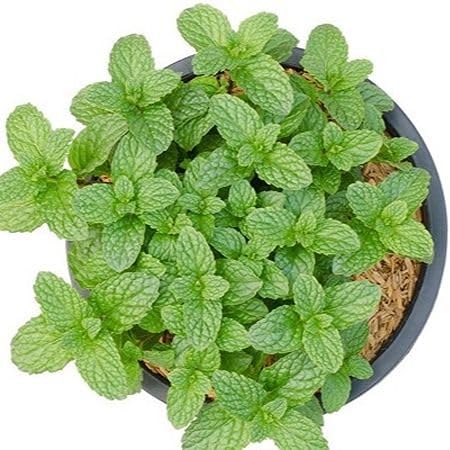 Mint Plant Seeds Green Heirloom Non-GMO High Germination Organic Garden Seeds for Planting