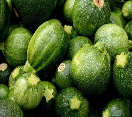 Gem Squash Seeds – Heirloom, Non-GMO, High Germination Organic Garden Seeds Planting