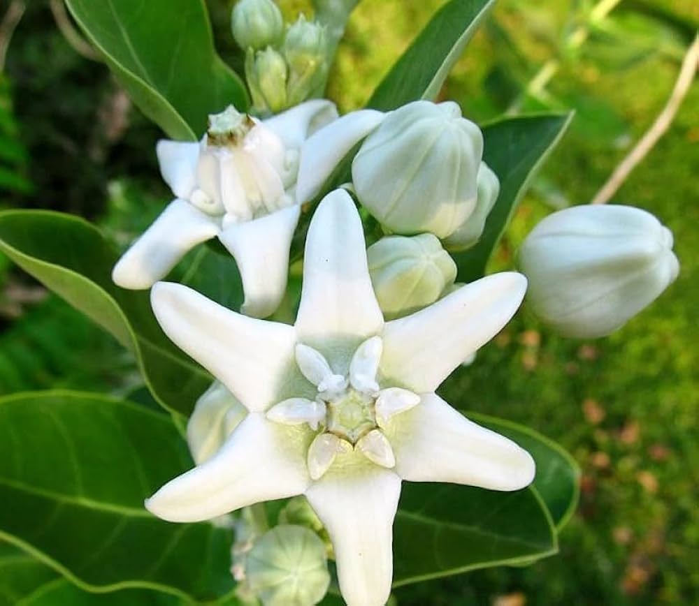 White Calotropis Gigantea Flower Seeds – Heirloom, Non-GMO, High Germination Seeds
