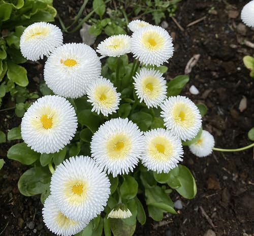 White Daisy Flower Seeds Heirloom Non-GMO High Germination Organic Garden Seeds for Planting