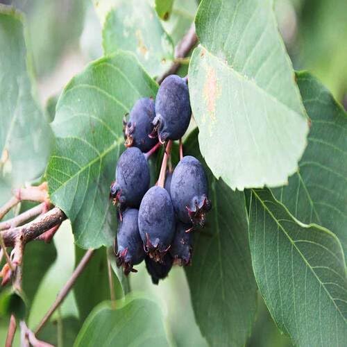 Schwarze Saskatoon Berry Samen, alte Sorte, gentechnikfrei, hohe Keimrate, Bio-Gartensamen zum Pflanzen