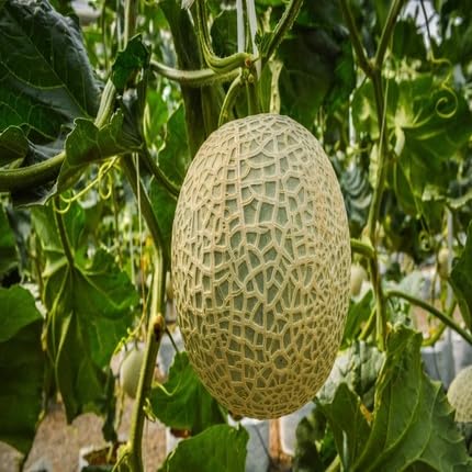 Orange Muskmelon Seeds – Heirloom, Non-GMO, High Germination Organic Garden Seeds