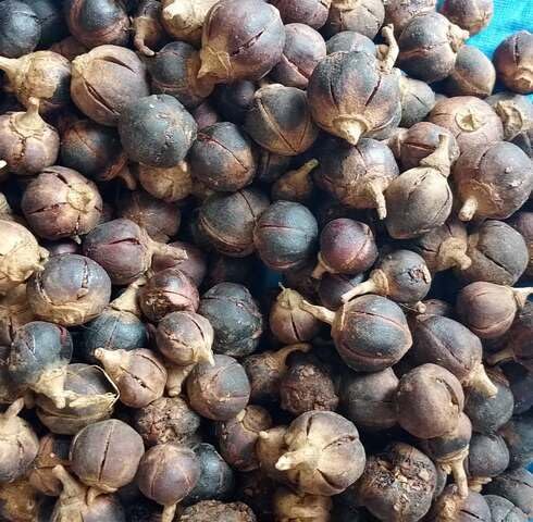 Black Gorontula Seeds – Heirloom, Non-GMO, High Germination Organic Garden Seeds