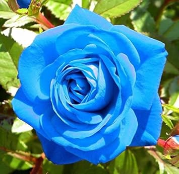 blueroseflowerheirloomnongmo flower seeds