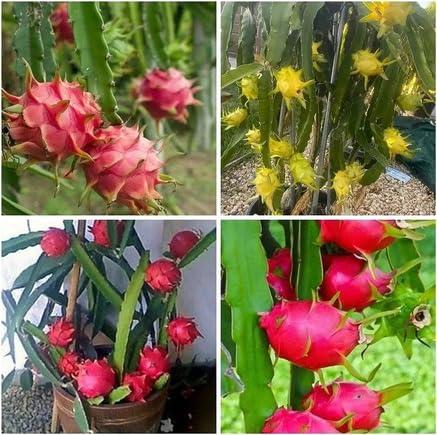 Mixed Pitaya Seeds – Heirloom, Non-GMO, High Germination Organic Garden Seeds for Planting
