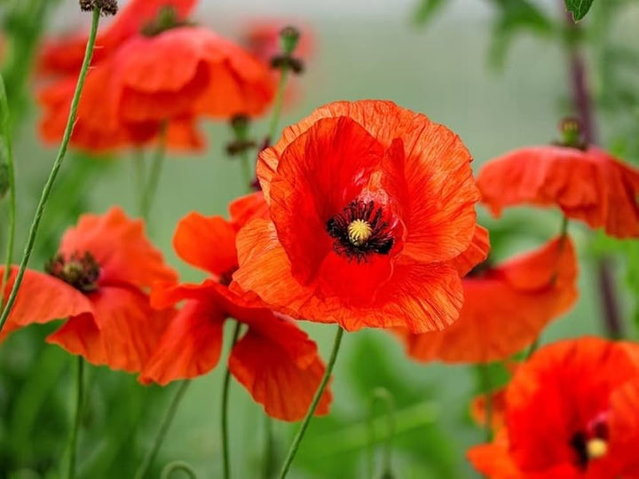 Coulteri Flower Seeds for Planting – Heirloom Non-GMO High Germination Organic Seeds