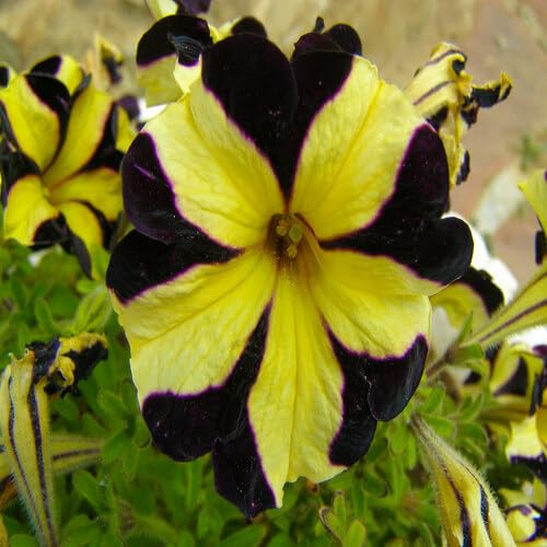 Black Yellow Petunia Flower Seeds – Heirloom, Non-GMO, High Germination Organic Garden Seeds for Planting, Seeds for Planting