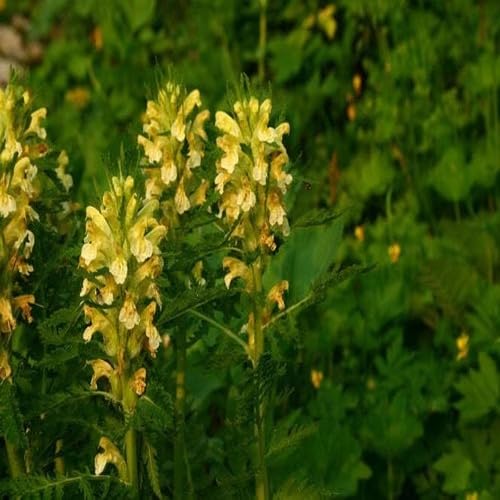 Gelbe Pedicularis Lanceolata Blumensamen – Alte Sorte Gentechnikfrei Hochkeimfähig