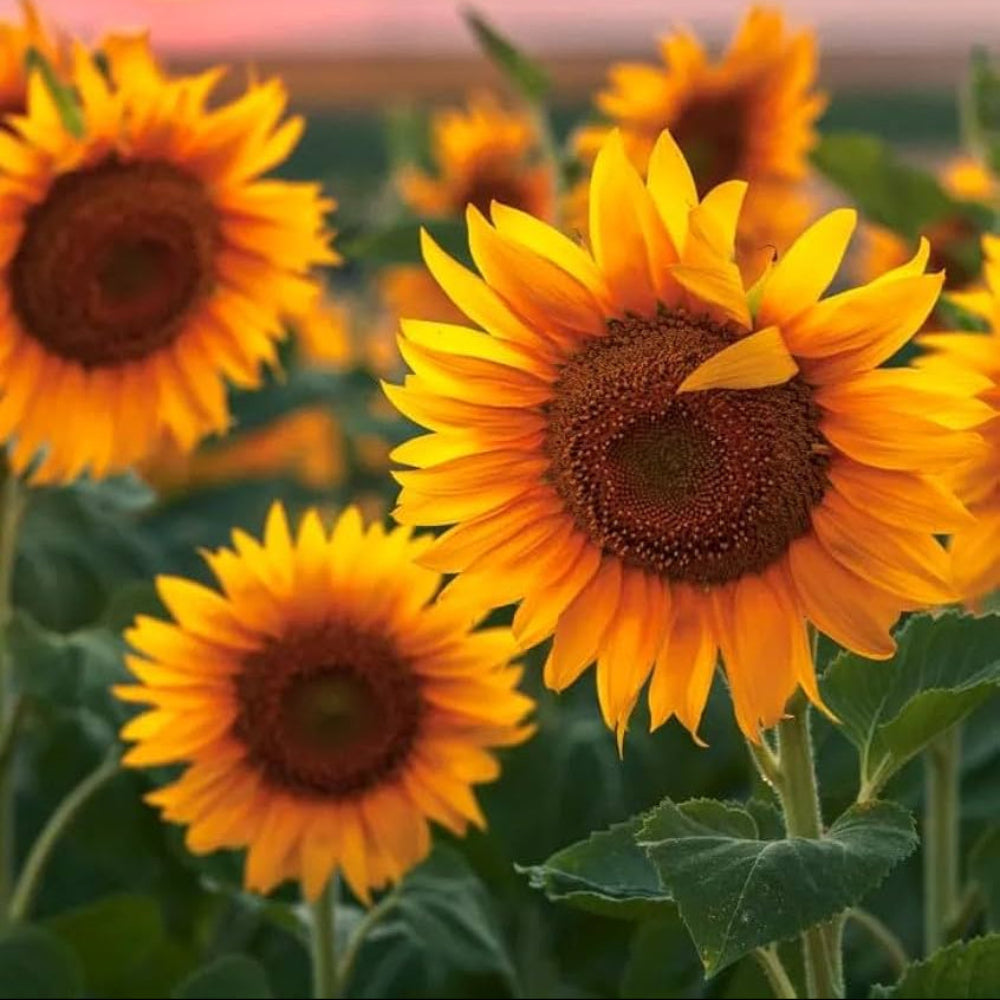 sunflowerimportedheirloomnongmohighgerminationorganicgarden flower seeds