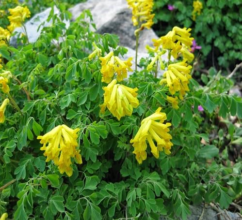 Yellow Corydalis Flower Seeds – Heirloom, Non-GMO, High Germination Organic Garden Seeds